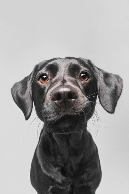 Dog cute image puppies photo funny puppys image # 576 Dog cute image puppies photo funny puppys image 576 - Dog cute image puppies photo funny puppys image # 576