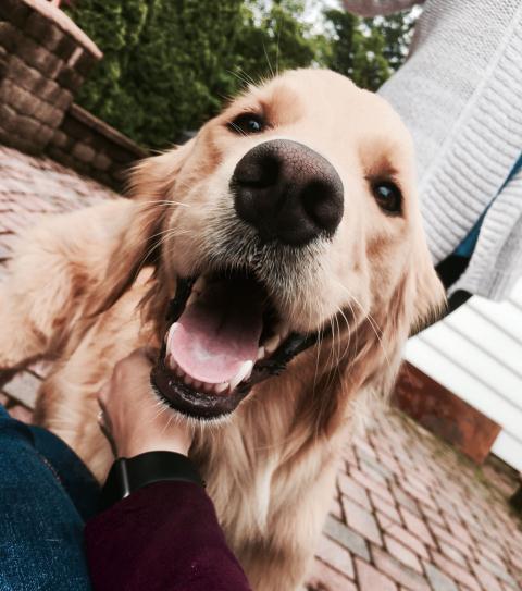 Dog cute image puppies photo funny puppys image # 577 Dog cute image puppies photo funny puppys image 577 - Dog cute image puppies photo funny puppys image # 577
