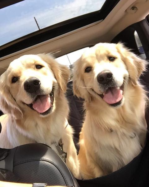 Dog cute image puppies photo funny puppys image # 578 Dog cute image puppies photo funny puppys image 578 - Dog cute image puppies photo funny puppys image # 578