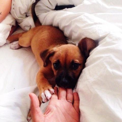 Dog cute image puppies photo funny puppys image # 581 Dog cute image puppies photo funny puppys image 581 - Dog cute image puppies photo funny puppys image # 581