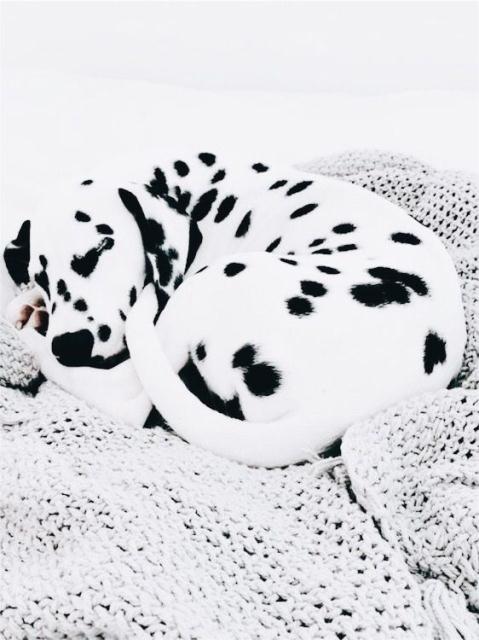Dog cute image puppies photo funny puppys image # 584 Dog cute image puppies photo funny puppys image 584 - Dog cute image puppies photo funny puppys image # 584