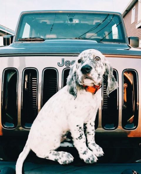 Dog cute image puppies photo funny puppys image # 586 Dog cute image puppies photo funny puppys image 586 - Dog cute image puppies photo funny puppys image # 586