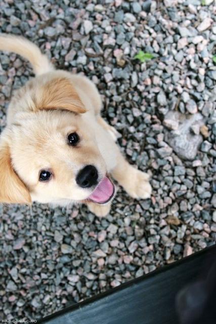 Dog cute image puppies photo funny puppys image # 587 Dog cute image puppies photo funny puppys image 587 - Dog cute image puppies photo funny puppys image # 587