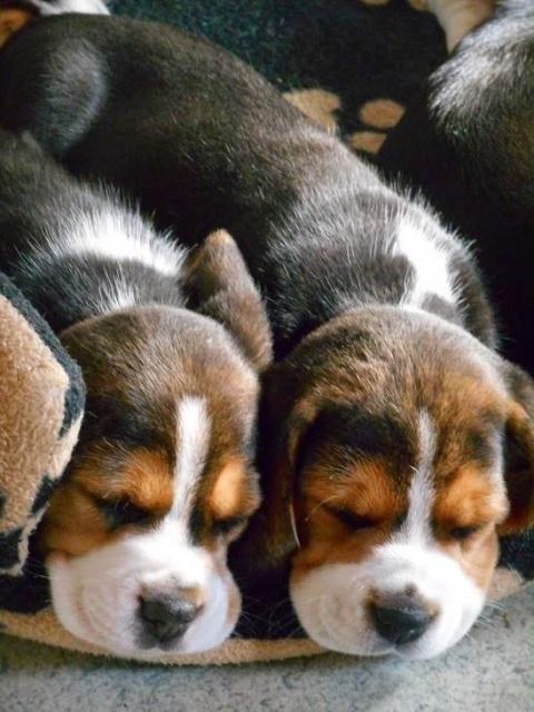 Dog cute image puppies photo funny puppys image # 588 Dog cute image puppies photo funny puppys image 588 - Dog cute image puppies photo funny puppys image # 588