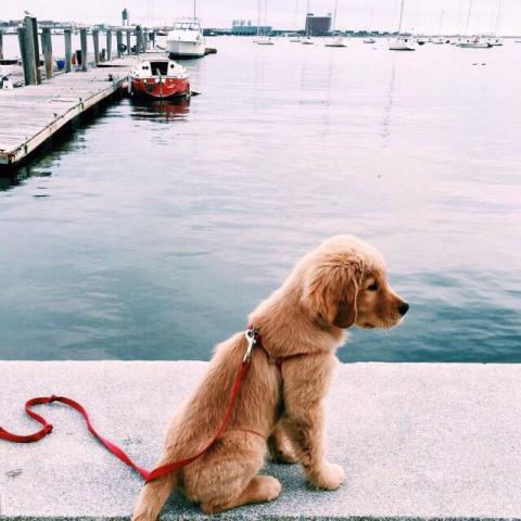 Dog cute image puppies photo funny puppys image # 589 Dog cute image puppies photo funny puppys image 589 - Dog cute image puppies photo funny puppys image # 589
