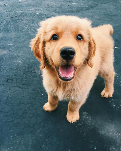 Dog cute image puppies photo funny puppys image # 591 Dog cute image puppies photo funny puppys image 591 - Dog cute image puppies photo funny puppys image # 591