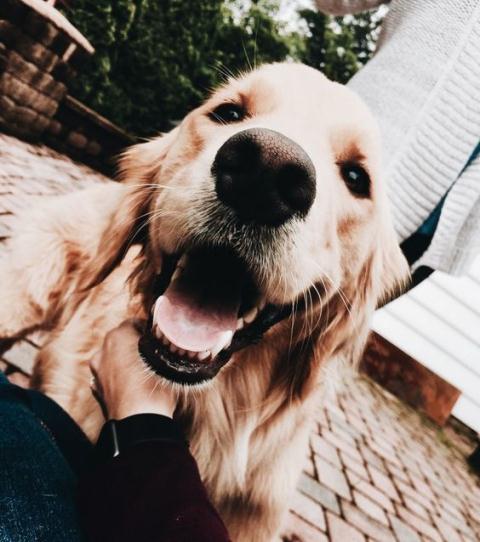 Dog cute image puppies photo funny puppys image # 592 Dog cute image puppies photo funny puppys image 592 - Dog cute image puppies photo funny puppys image # 592