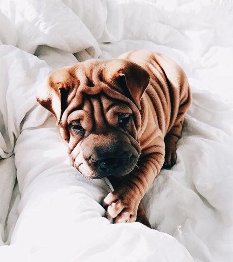 Dog cute image puppies photo funny puppys image # 593 Dog cute image puppies photo funny puppys image 593 - Dog cute image puppies photo funny puppys image # 593