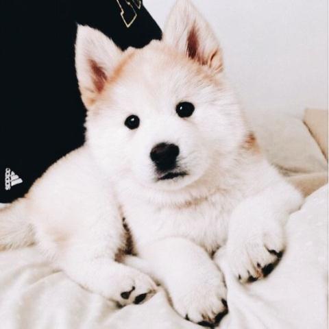 Dog cute image puppies photo funny puppys image # 595 Dog cute image puppies photo funny puppys image 595 - Dog cute image puppies photo funny puppys image # 595