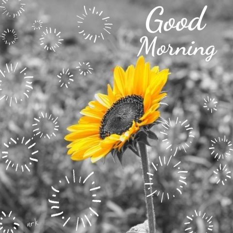 New Good Morning Video Good Morning Image Gifaya