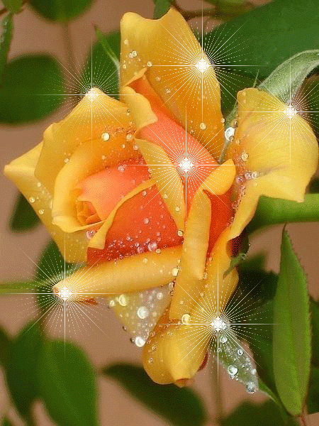 Animated Moving Pictures Of Flowers romantic gif flowers Animated Moving Pictures Of Flowers romantic gif flowers 1 - Animated Moving Pictures Of Flowers romantic gif flowers