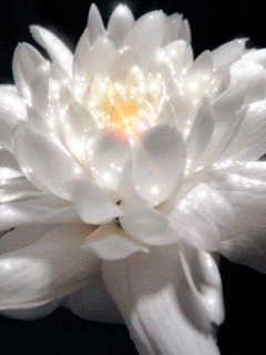 Blog Gif romantic gif flowers Blog Gif romantic gif flowers - Blog Gif romantic gif flowers