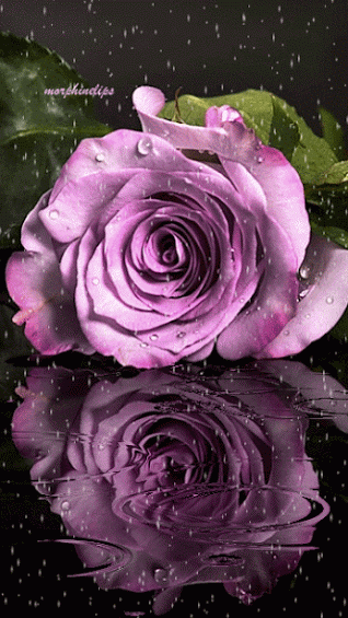 Bunch Of Flowers Gif romantic gif flowers - Bunch Of Flowers Gif romantic gif flowers