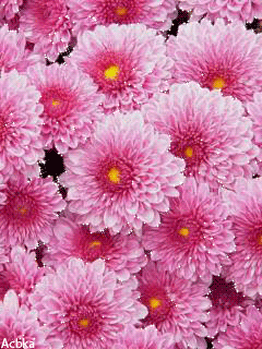 Dancing Flower Gif romantic gif flowers - Dancing Flower Gif romantic gif flowers