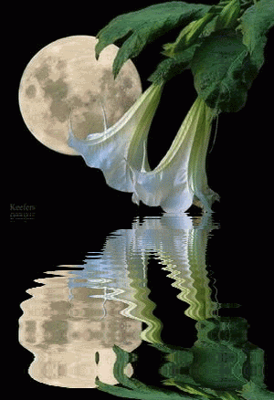 Flower Images Free Download romantic gif flowers Flower Images Free Download romantic gif flowers - Flower Images Free Download romantic gif flowers