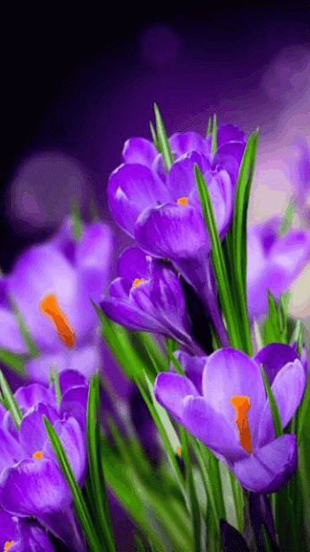 Flowers Photos Download romantic gif flowers Flowers Photos Download romantic gif flowers - Flowers Photos Download romantic gif flowers