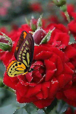 Flowers Photos Hd romantic gif flowers Flowers Photos Hd romantic gif flowers - Flowers Photos Hd romantic gif flowers