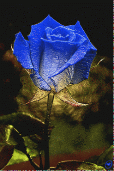 Gif Maker From Videos romantic gif flowers Gif Maker From Videos romantic gif flowers - Gif Maker From Videos romantic gif flowers