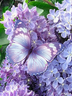 Gif Wallpaper romantic gif flowers Gif Wallpaper romantic gif flowers - Gif Wallpaper romantic gif flowers