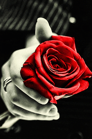 Moving Flower Pictures romantic gif flowers Moving Flower Pictures romantic gif flowers 1 - Moving Flower Pictures romantic gif flowers