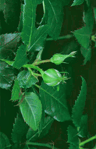 Moving Flowers Images romantic gif flowers Moving Flowers Images romantic gif flowers 1 - Moving Flowers Images romantic gif flowers