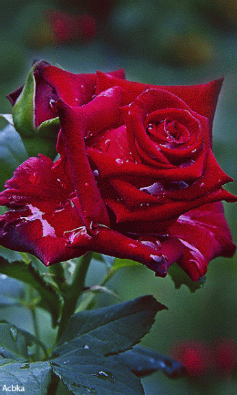 Random Gif romantic gif flowers Random Gif romantic gif flowers - Random Gif romantic gif flowers