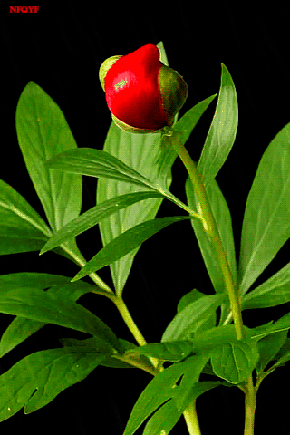 The Journey Of Flower romantic gif flowers - The Journey Of Flower romantic gif flowers