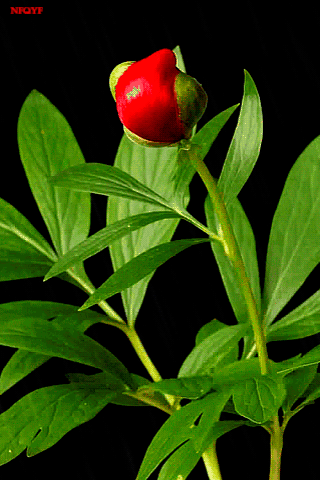 The Journey Of Flower romantic gif flowers The Journey Of Flower romantic gif flowers - The Journey Of Flower romantic gif flowers